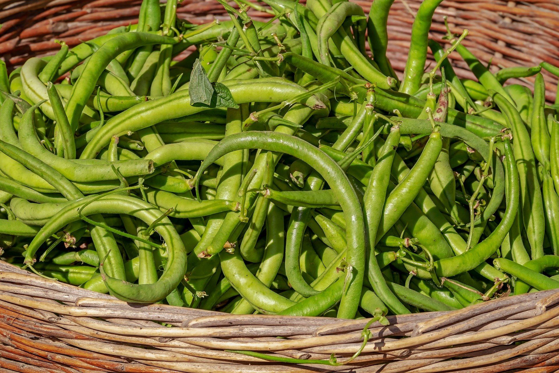 Basket of green beans