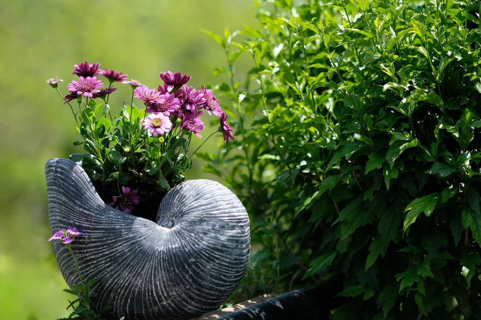 nautilus shell garden container with flowers next to a bush