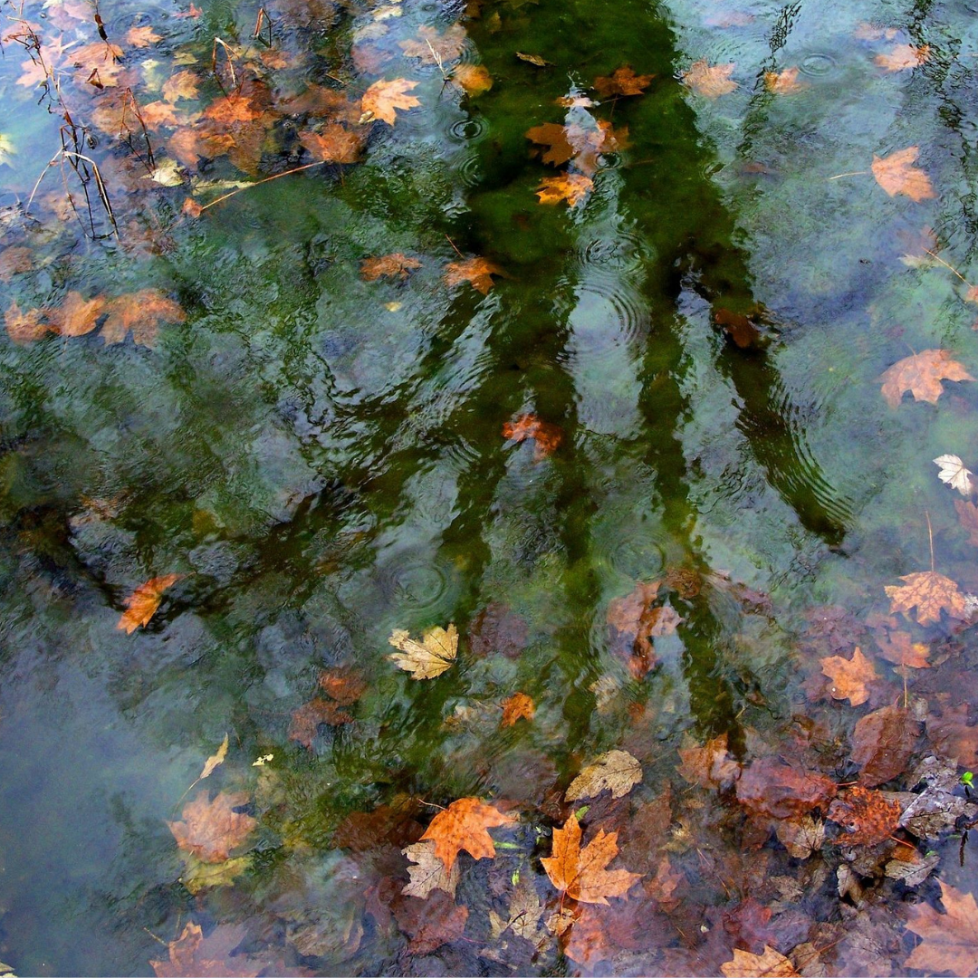 Tree reflection in water, with autumnal colored leaves floating atop it.