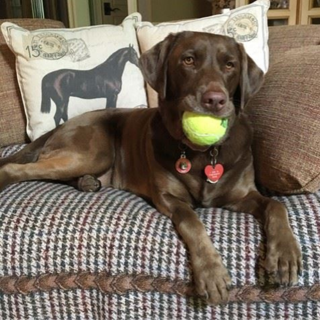 Image of a chocolate lab on a couch with a yellow tennis ball in it's mouth