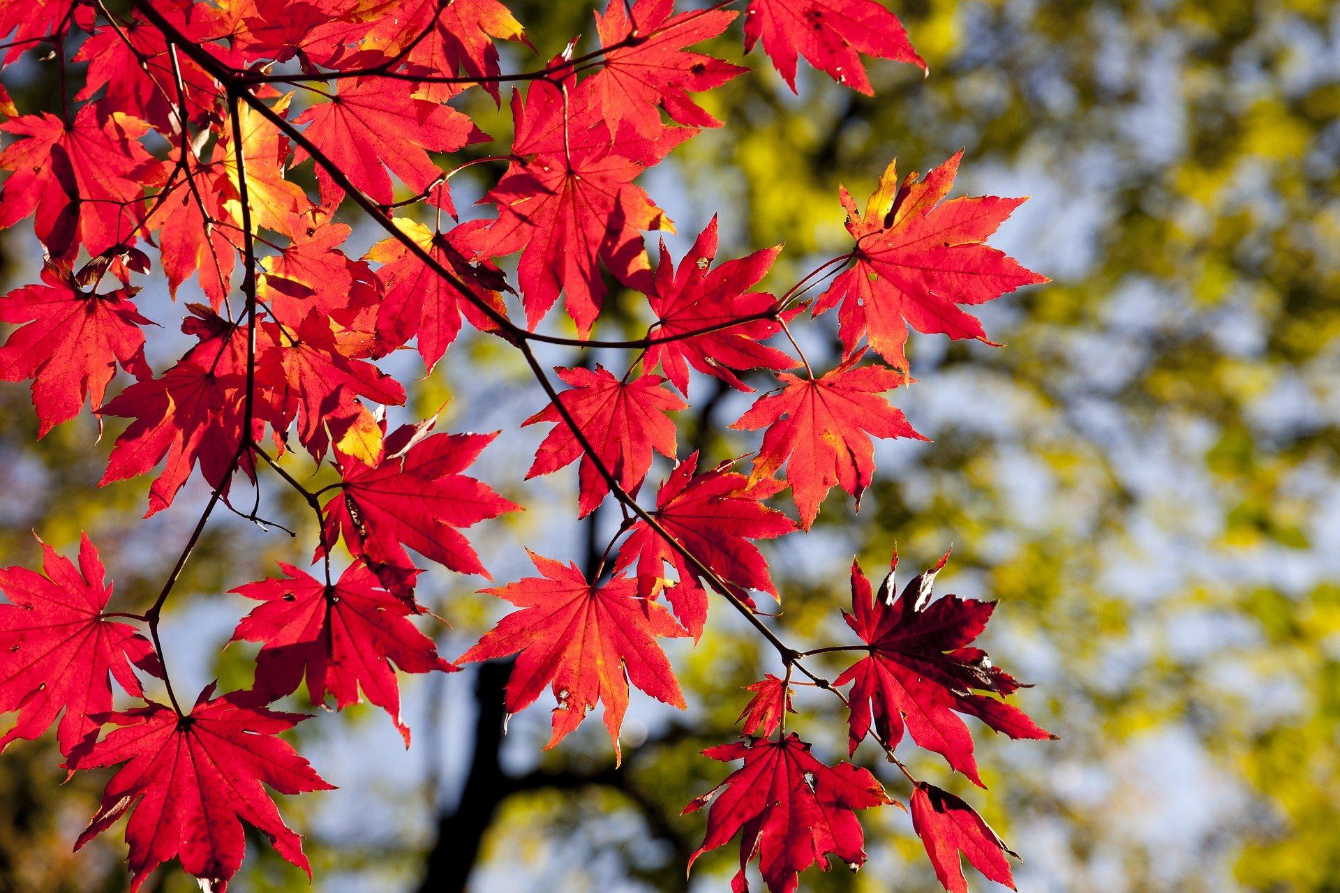 red maple leaves from the ground, looking up into the tree to the sky