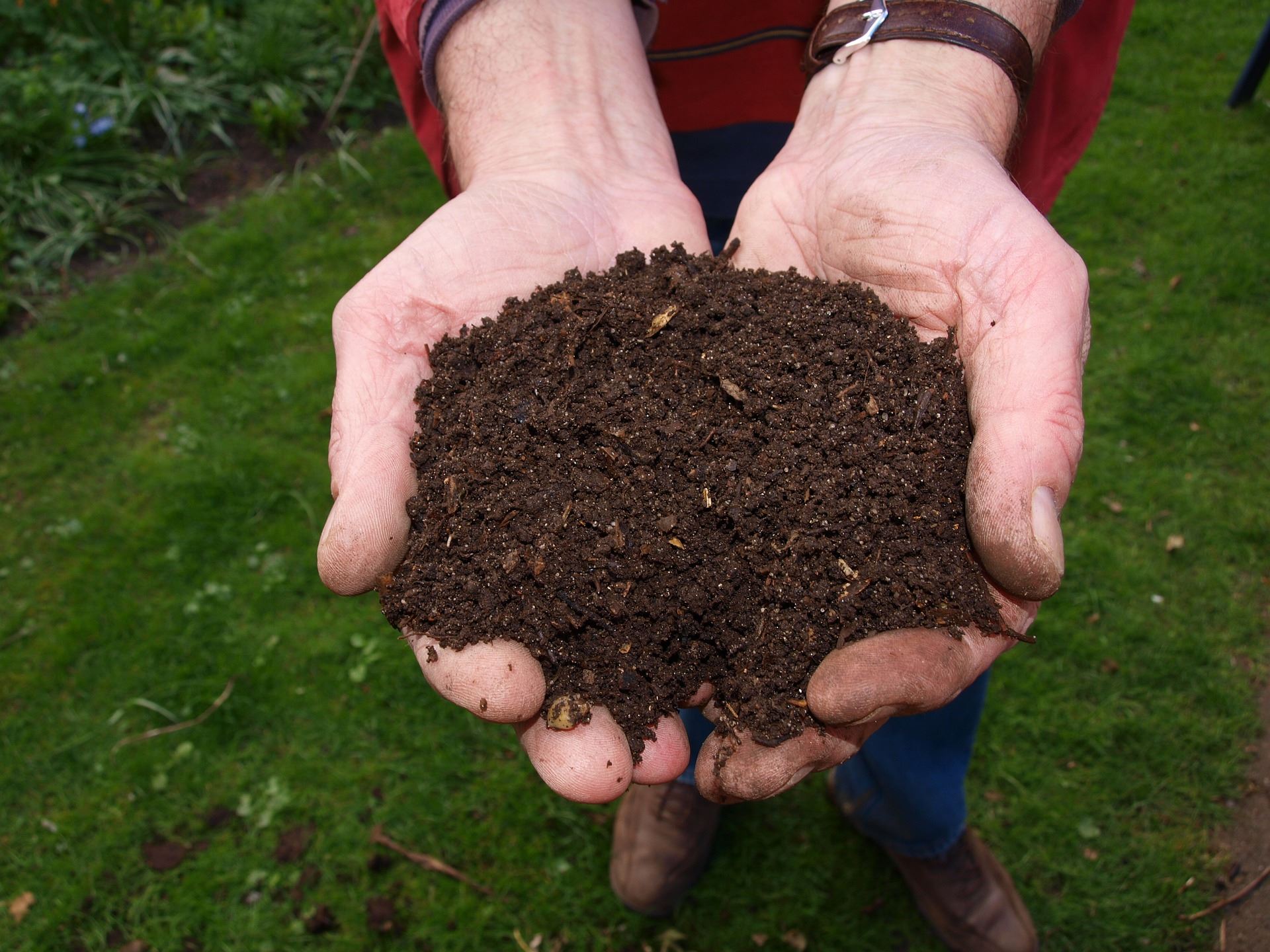 fresh dark soil or compost cupped in two hands