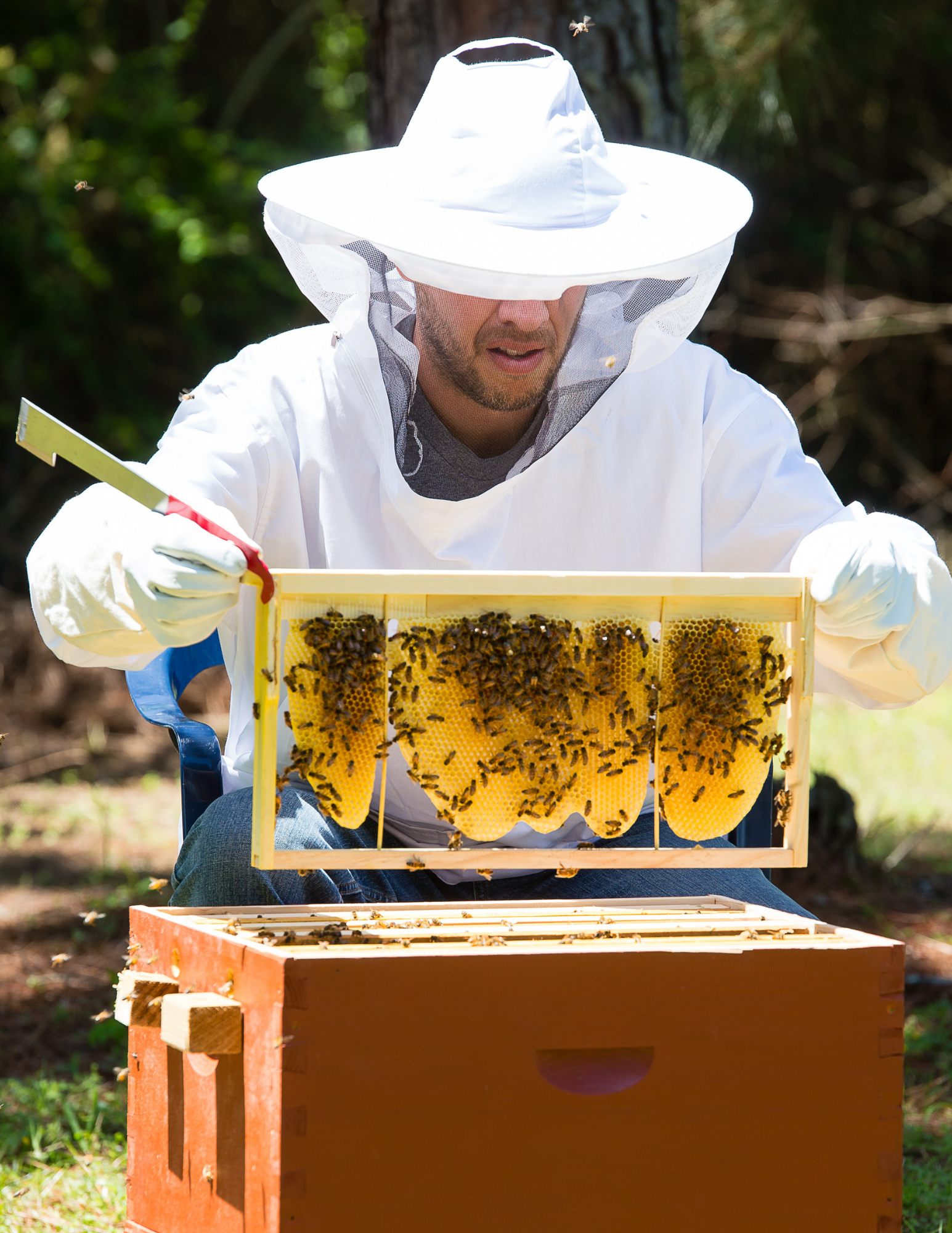 beekeeper in full protective dress pulling a honeycomb up out of a hive house
