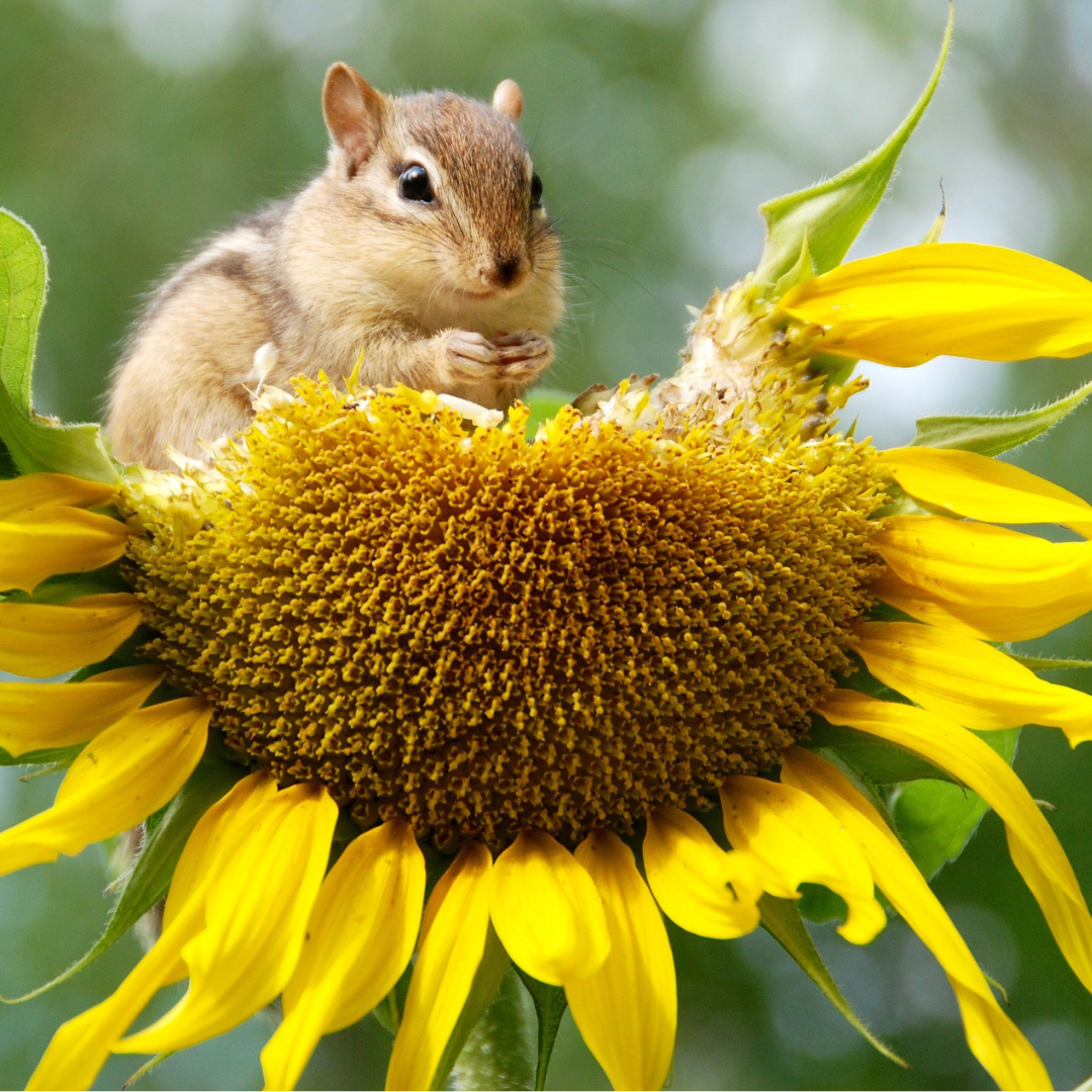 Chipmunk munching on seeds in sunflower center. He's eaten about half of them!