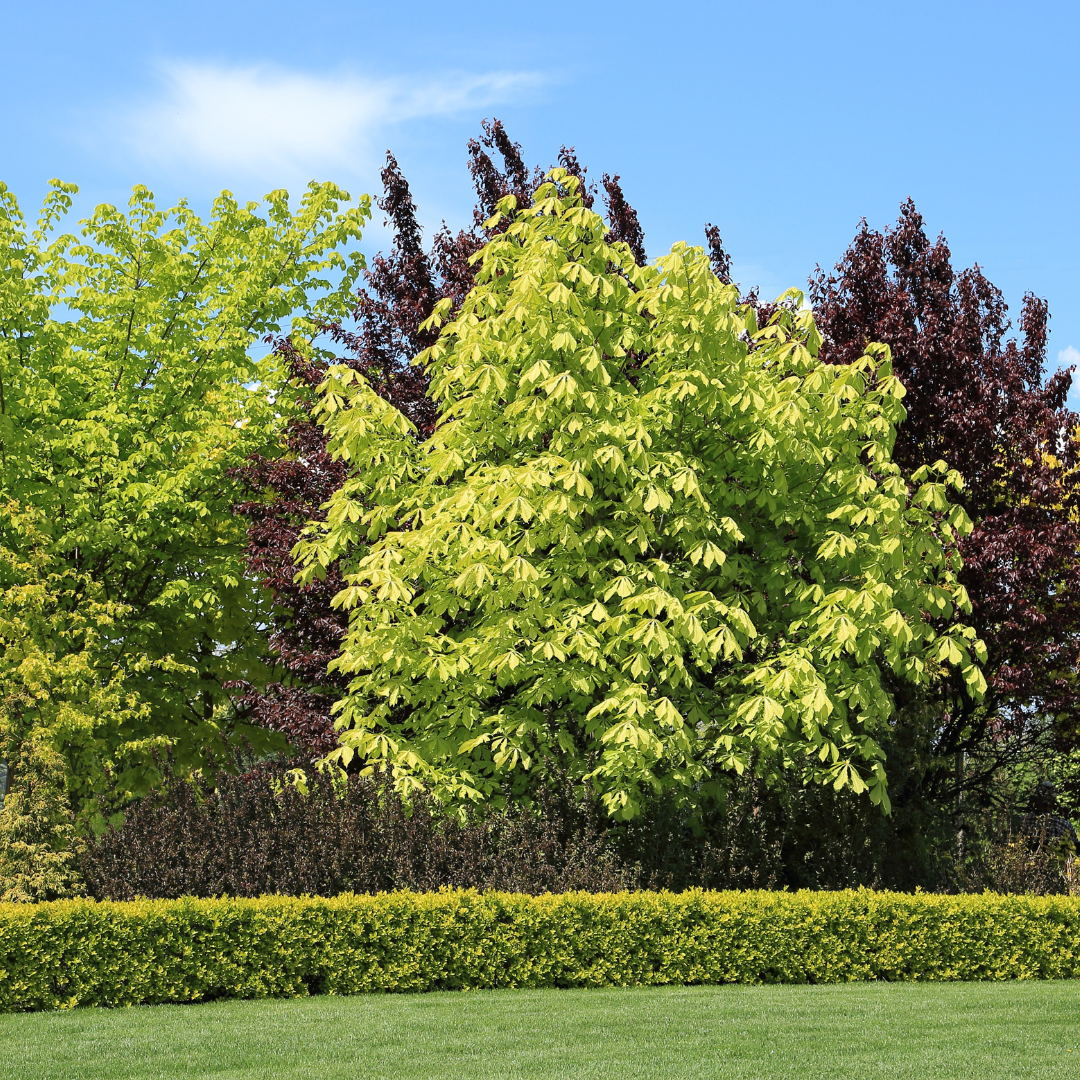 Variety of trees with different colored leaves in front of two rows of shrubbery