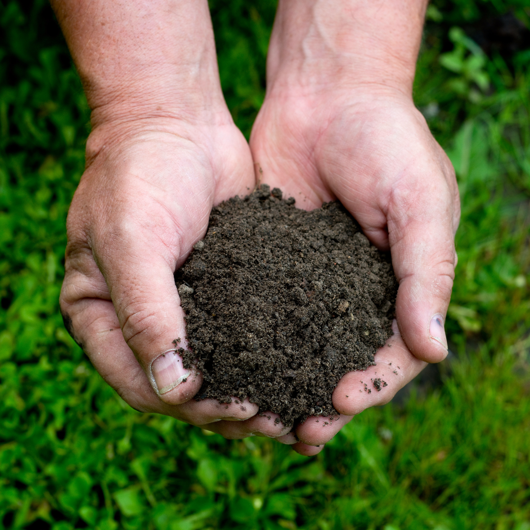 Photo with grassy background and two hands cupped with dark soil in them 