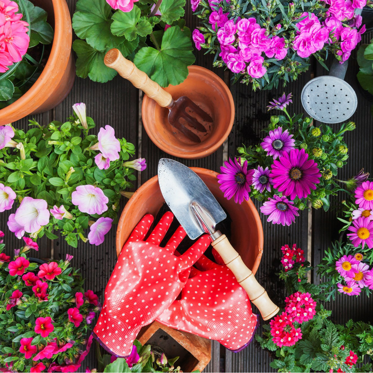 Photo of colorful potted flowers with gardening tools and a pair of bright red gloves
