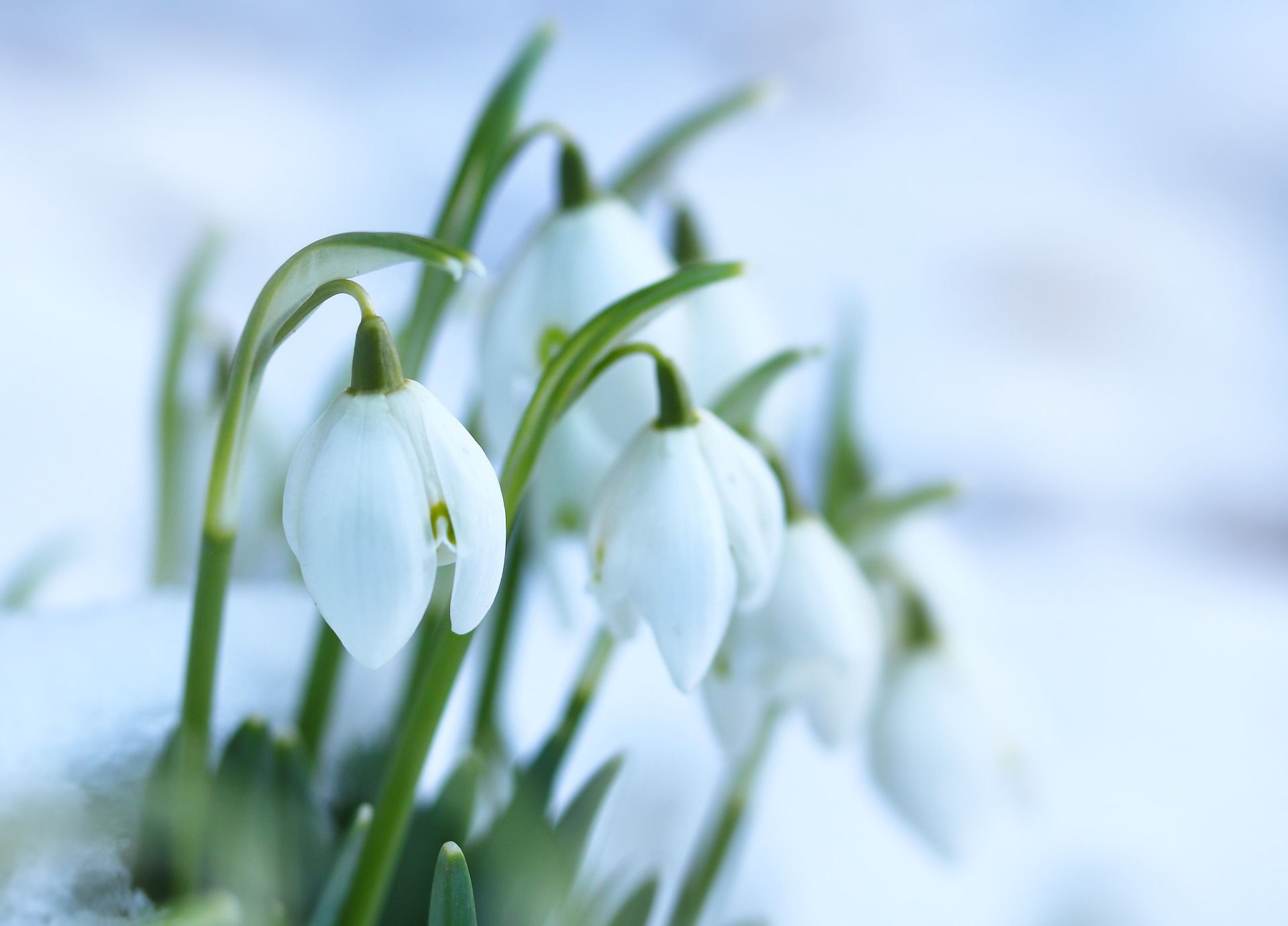 Snowdrops in Snow